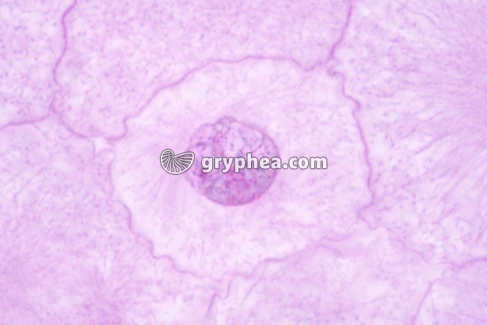 Cellules d'oeuf de Poisson - Mitose  Interphase x600 - gryphea.com